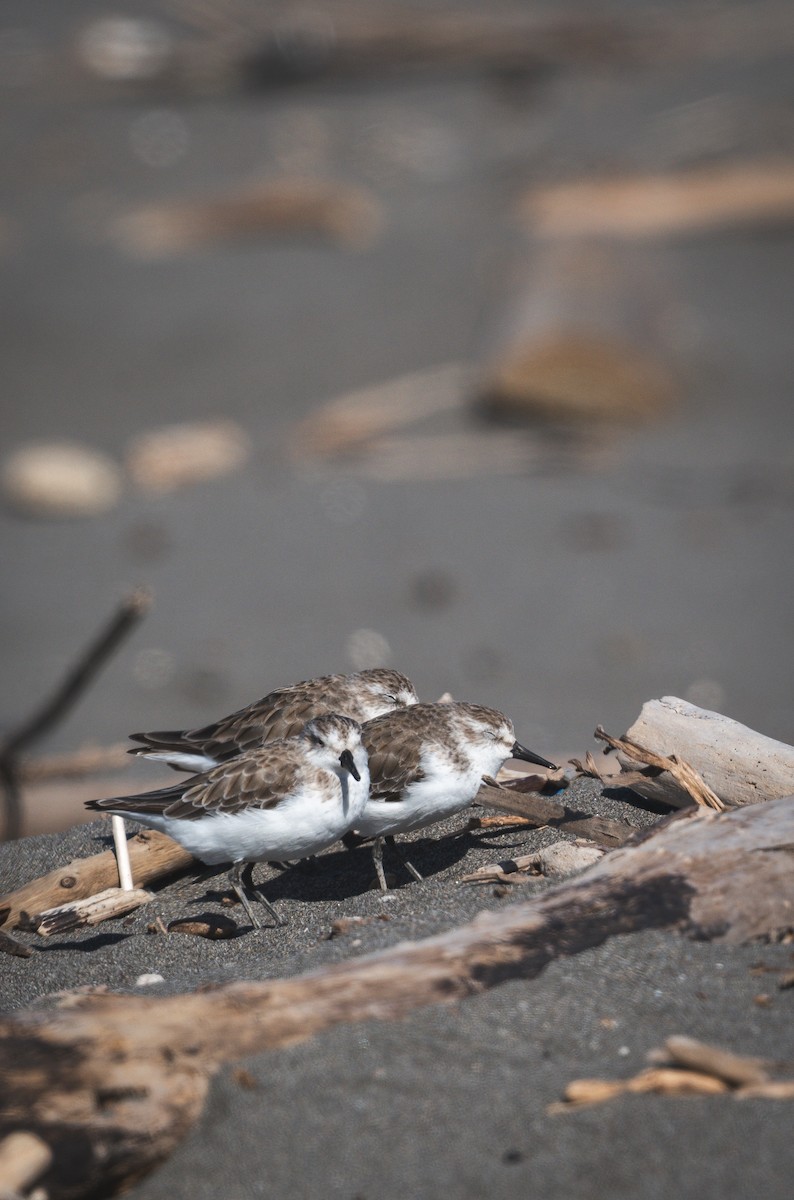 Semipalmated Sandpiper - ML646484584