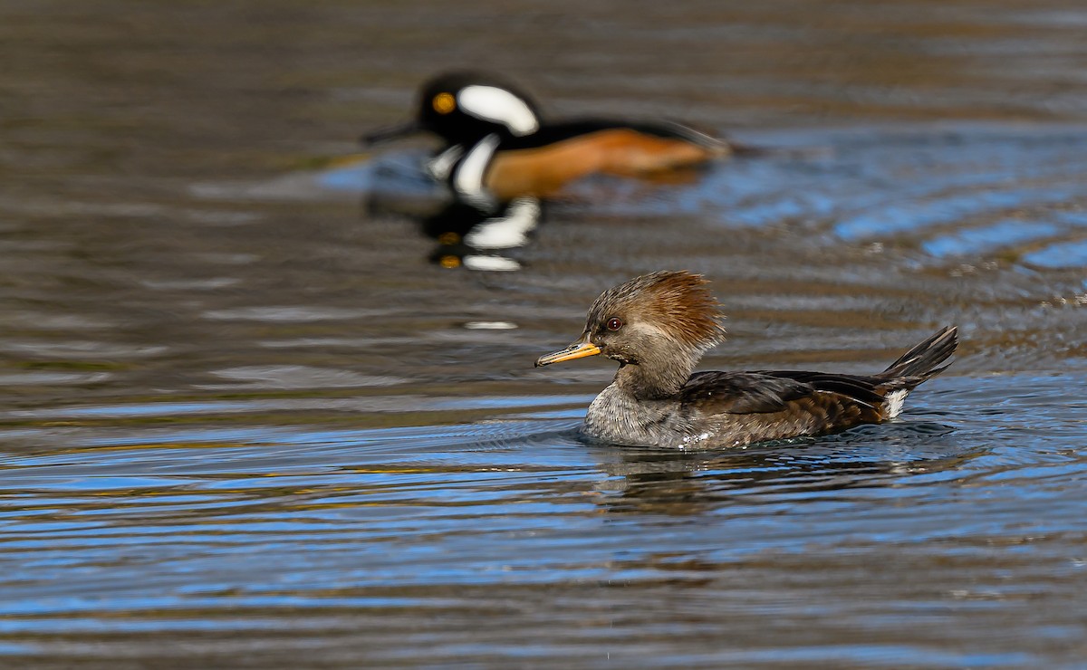 Hooded Merganser - ML646484585