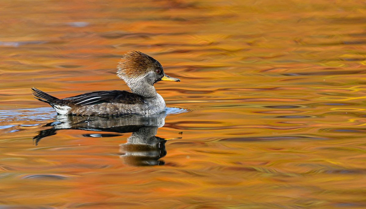 Hooded Merganser - ML646484586
