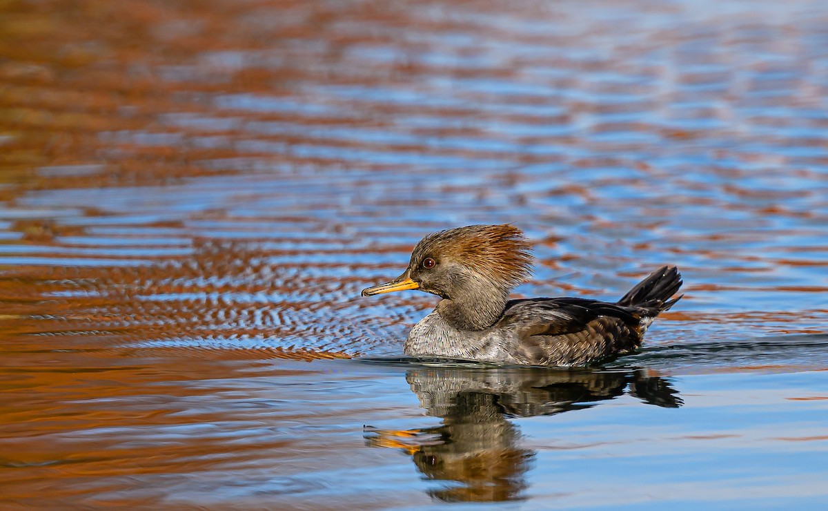 Hooded Merganser - ML646484587