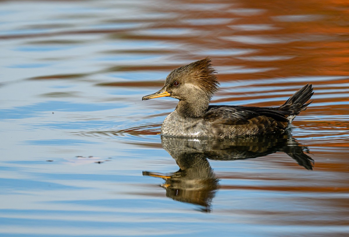 Hooded Merganser - ML646484588