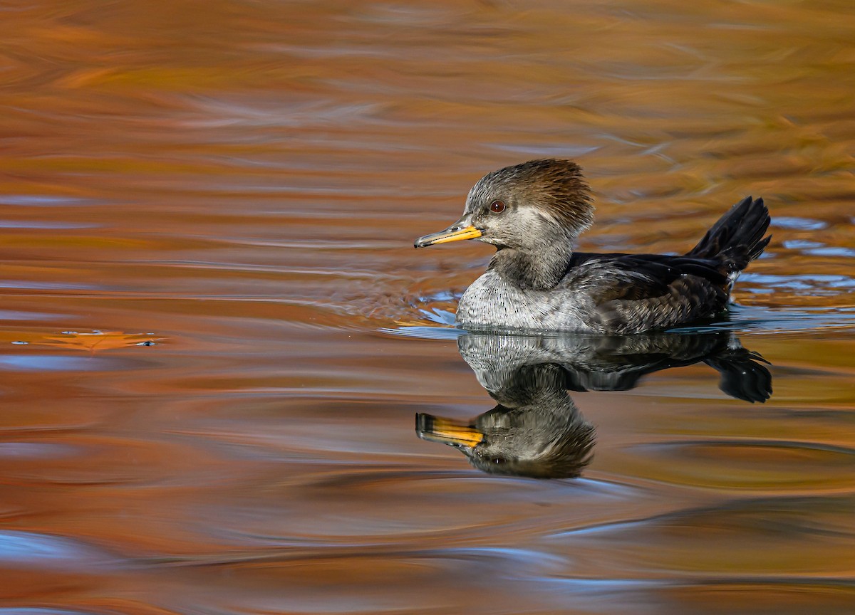 Hooded Merganser - ML646484589