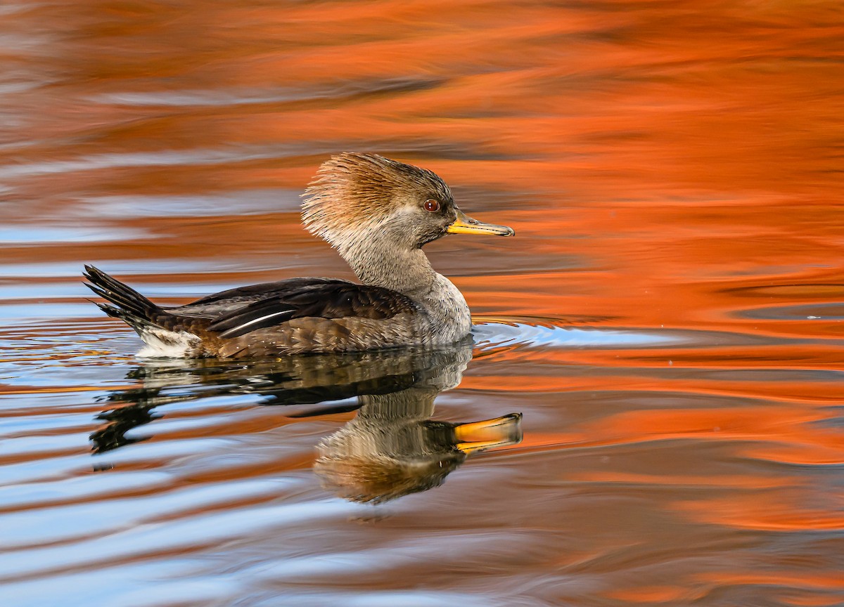 Hooded Merganser - ML646484590