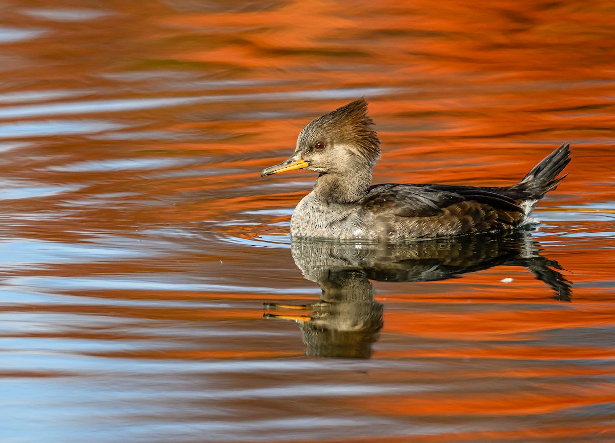 Hooded Merganser - ML646484591