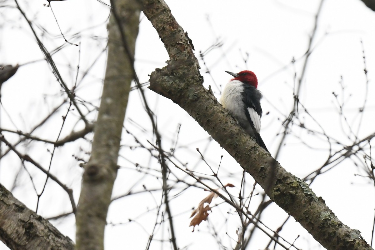 Red-headed Woodpecker - ML646484593