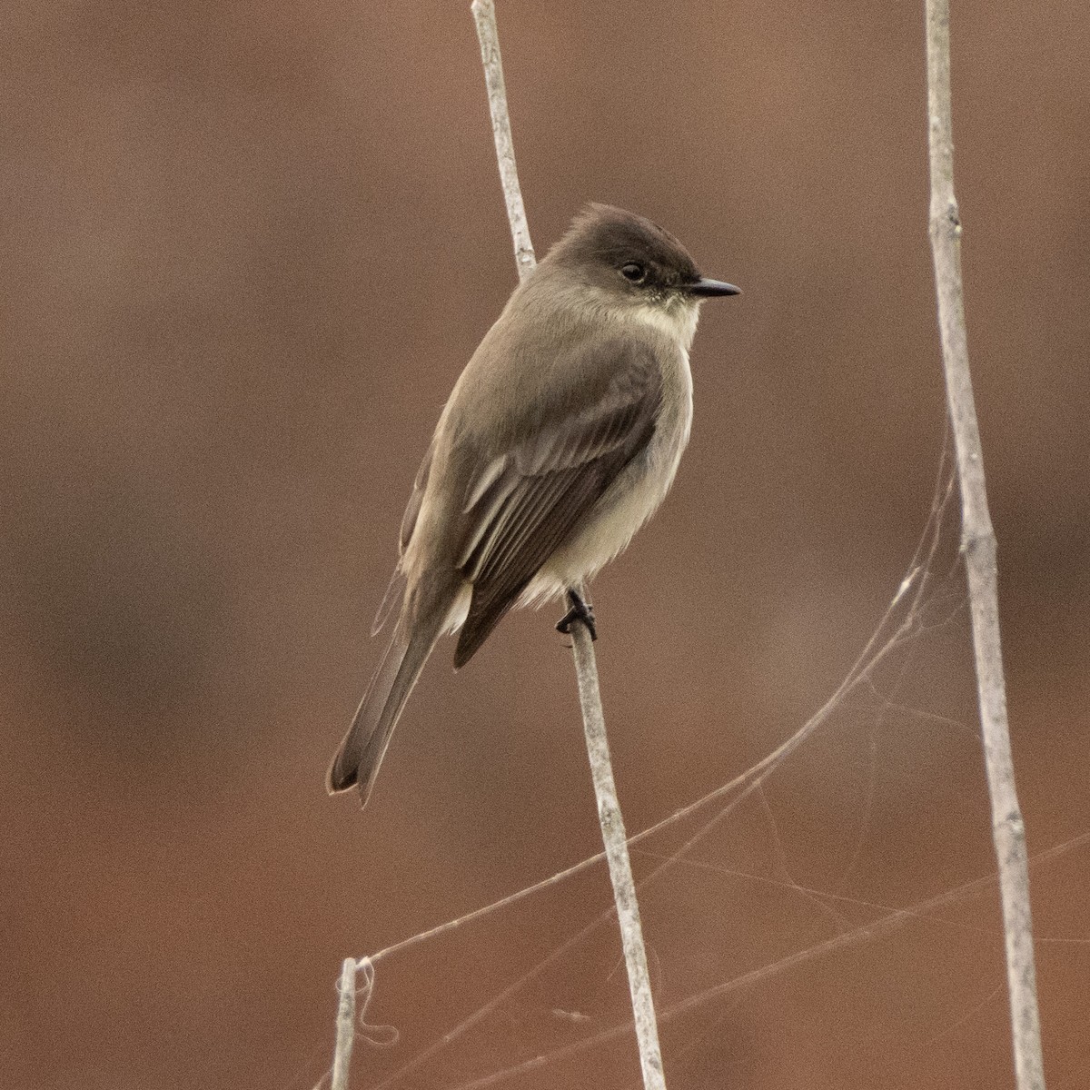 Eastern Phoebe - ML646484594