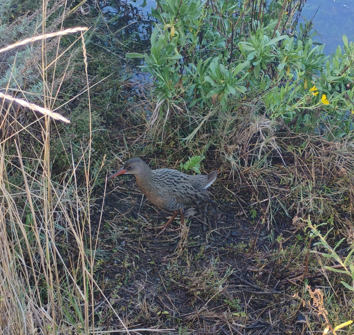 Ridgway's Rail - ML646484595