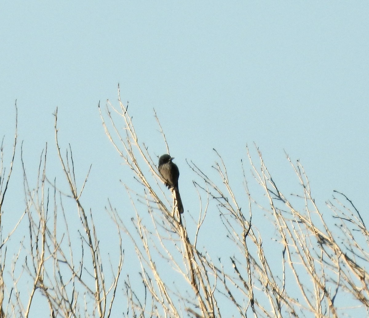 Woodhouse's Scrub-Jay (Woodhouse's) - ML646484597