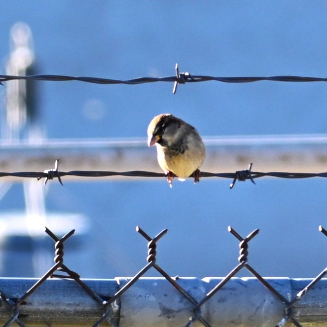 Haussperling - ML646484598