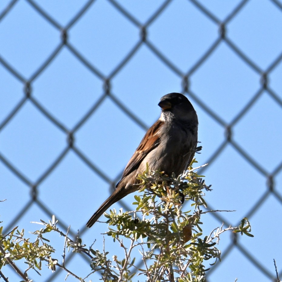 Haussperling - ML646484599