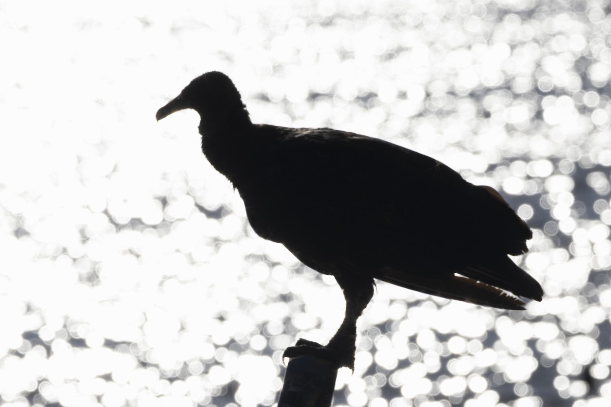 Black Vulture - ML646484600