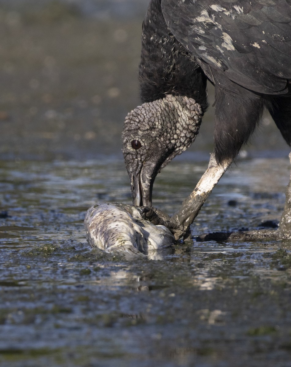 Black Vulture - ML646484601