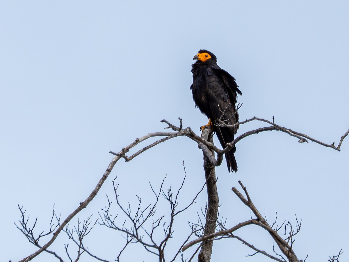 キノドカラカラ - ML646484605