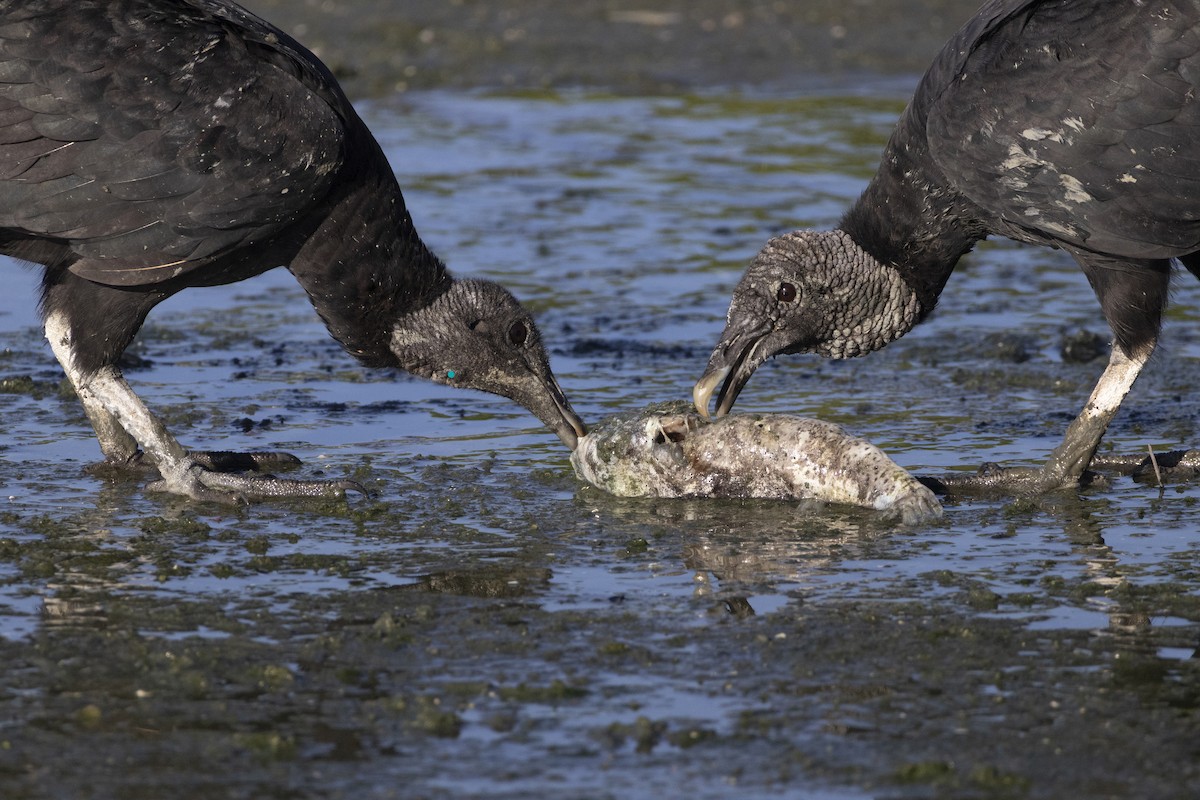 Black Vulture - ML646484606