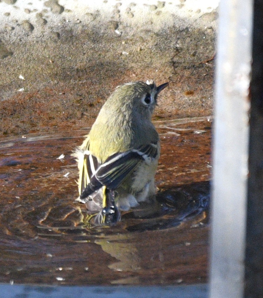 králíček americký - ML646484607