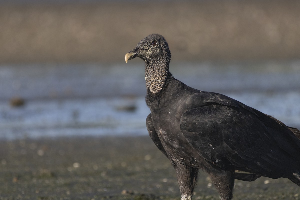 Black Vulture - ML646484608