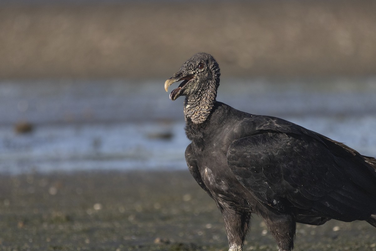 Black Vulture - ML646484609