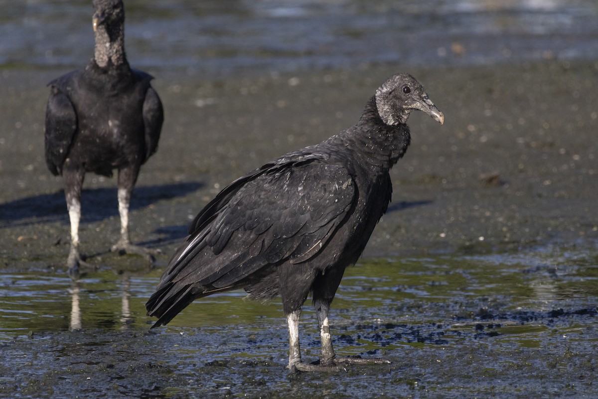 Black Vulture - ML646484610