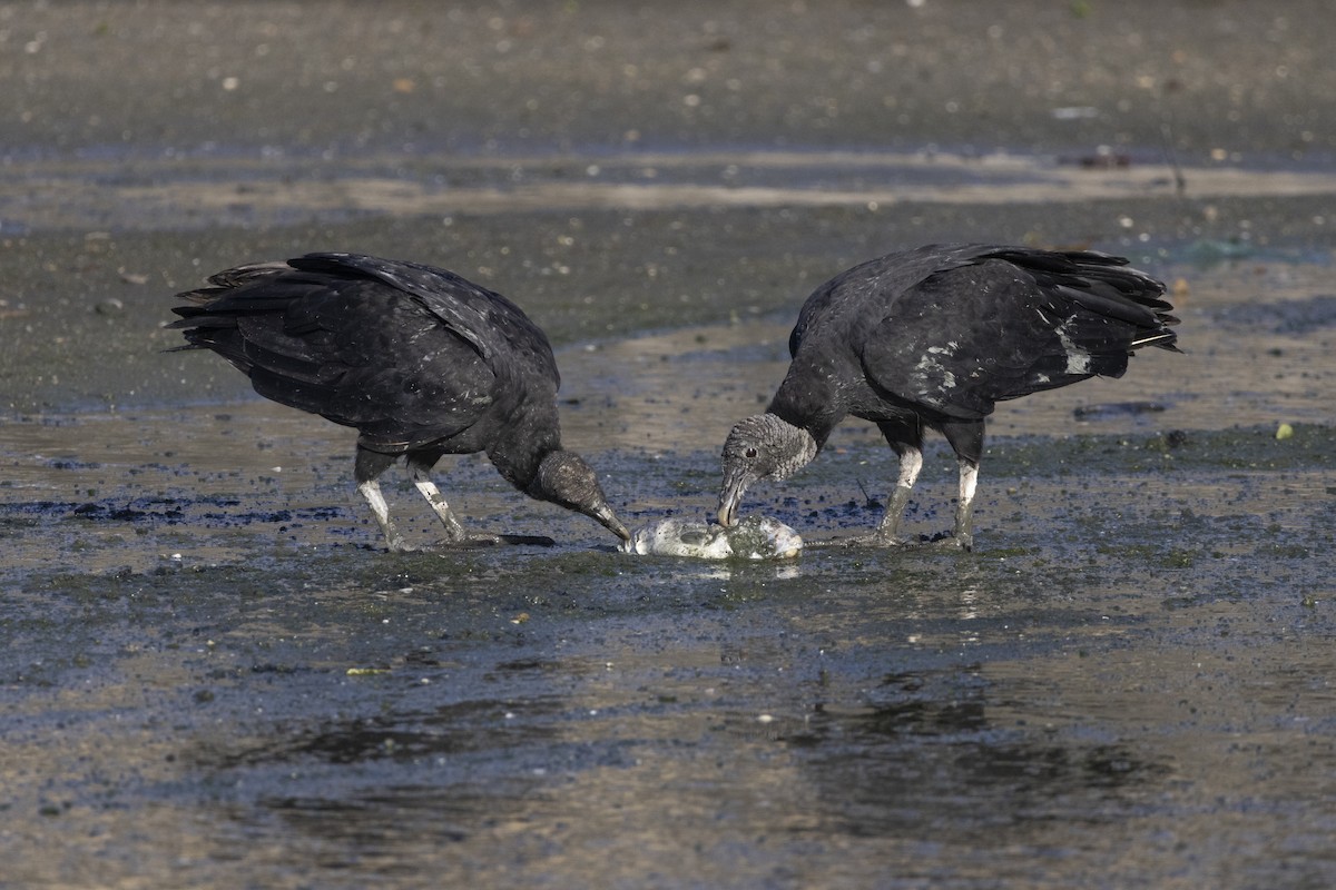 Black Vulture - ML646484611