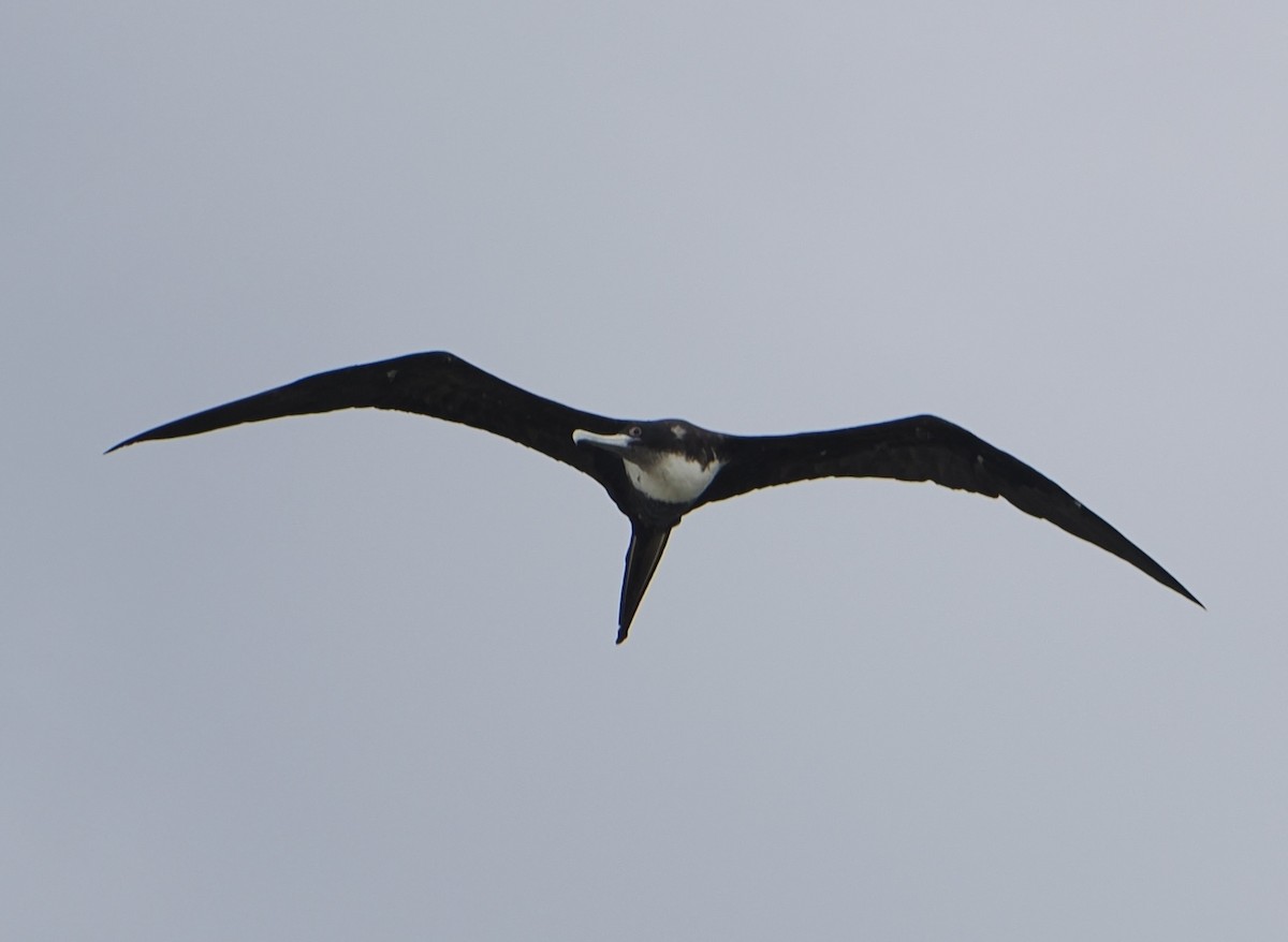 Great Frigatebird - ML646484613