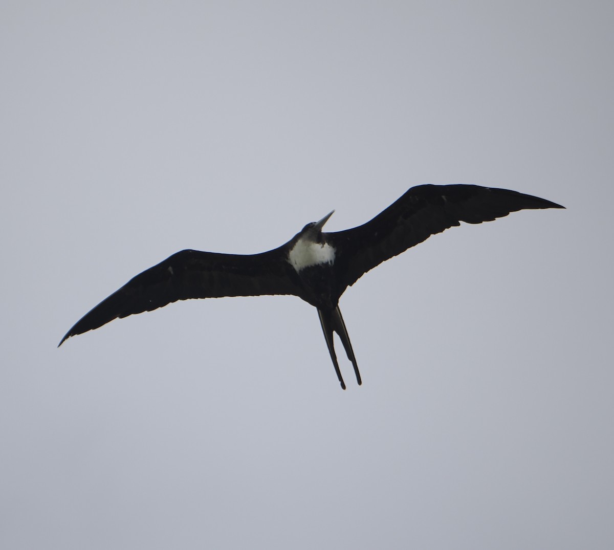 Great Frigatebird - ML646484615