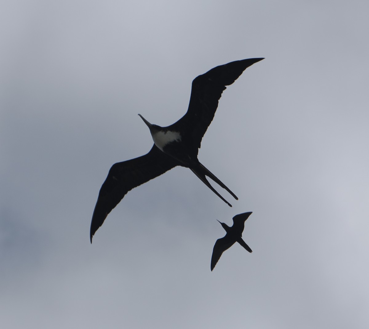 Great Frigatebird - ML646484616