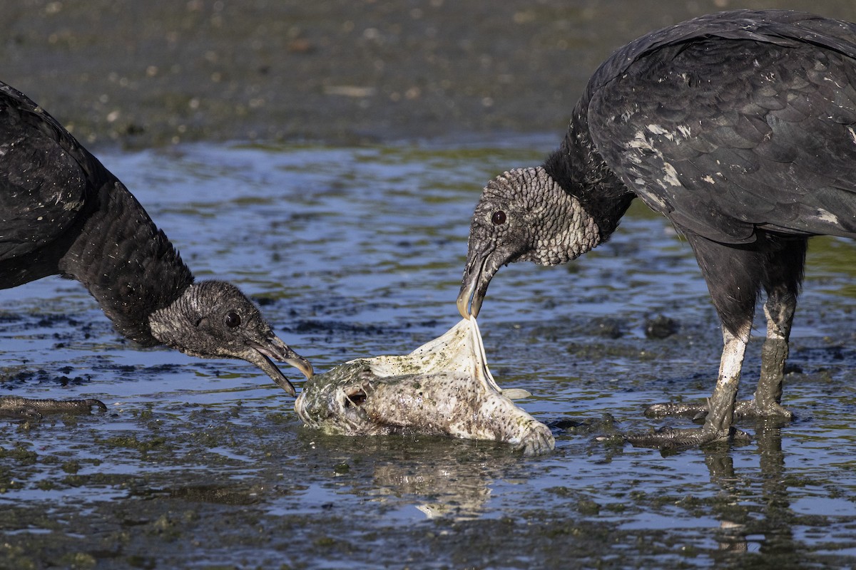 Black Vulture - ML646484618