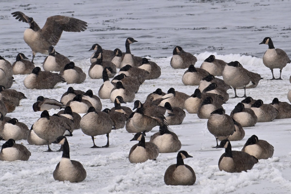 Канад галуу - ML646484622