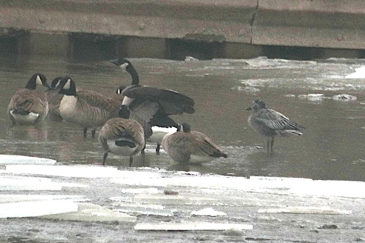 Snow Goose - ML646484624