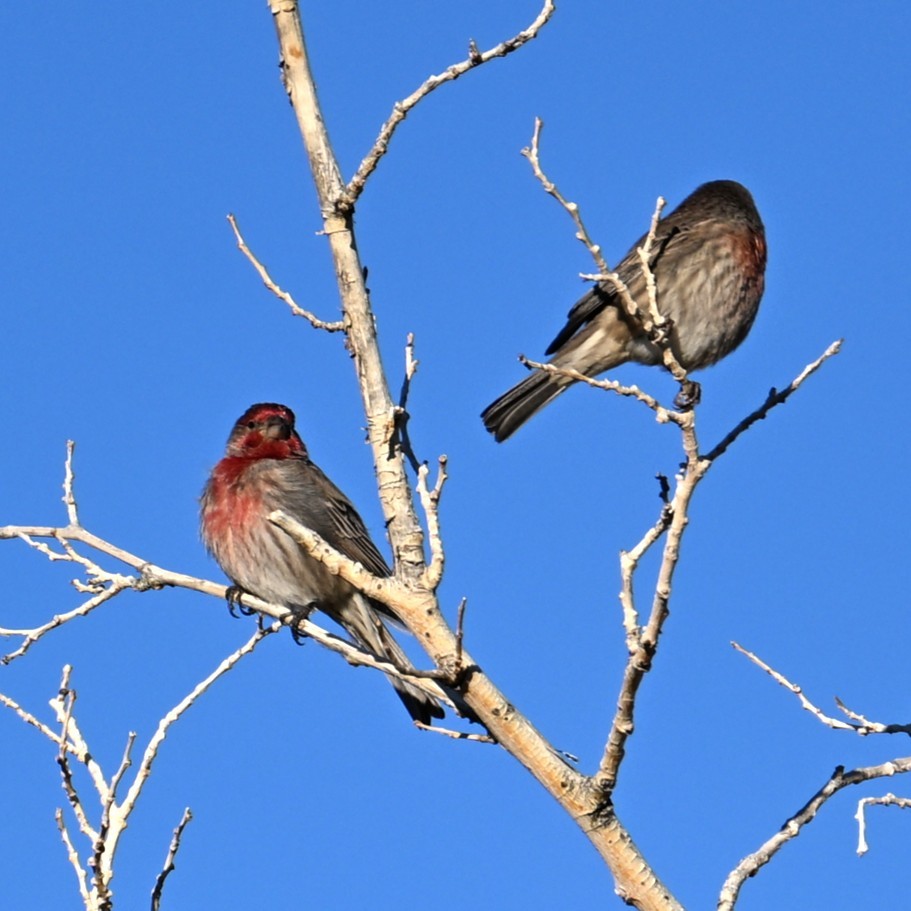 Hausgimpel - ML646484625