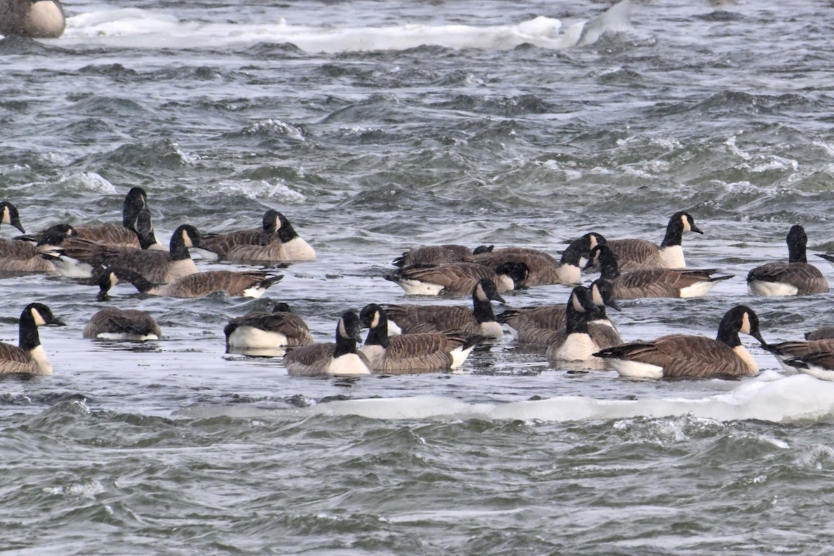 Канад галуу - ML646484626