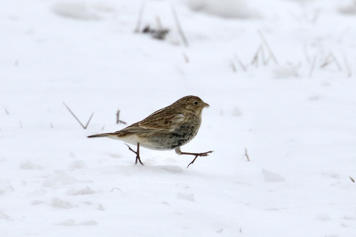 Chestnut-collared Longspur - ML646484638