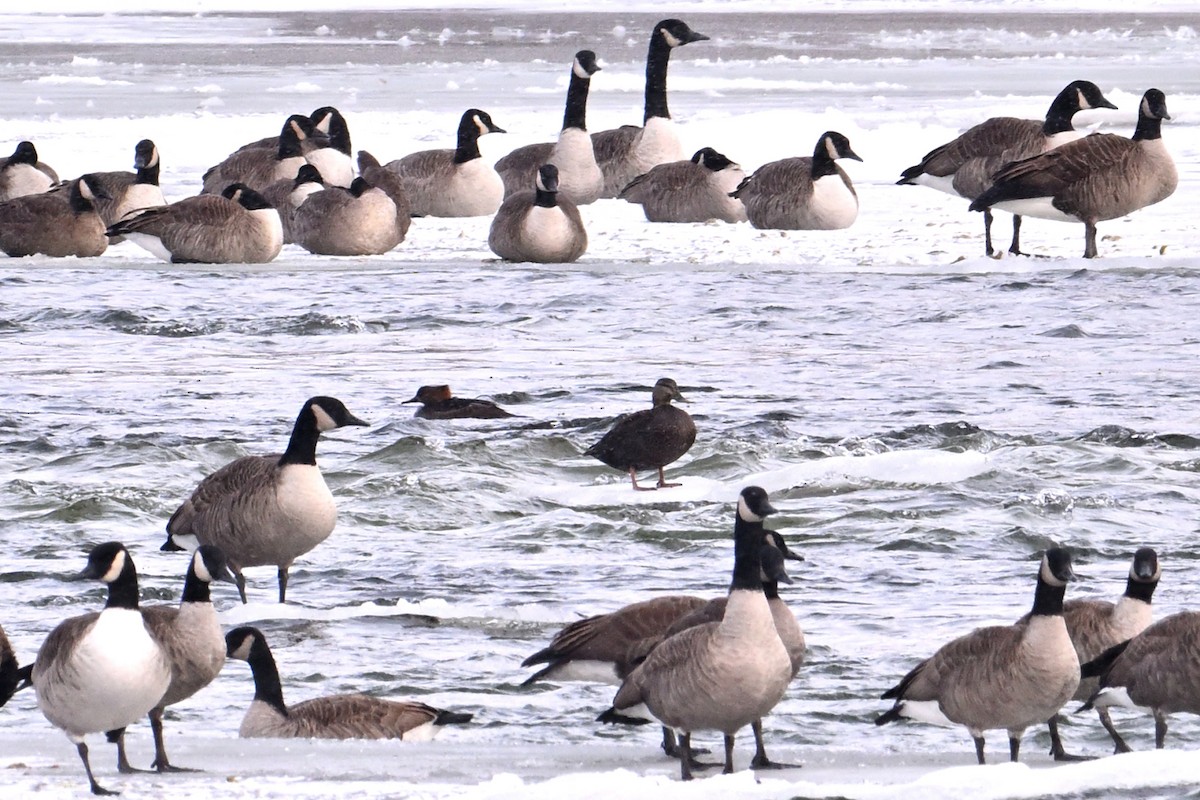 Hooded Merganser - ML646484639