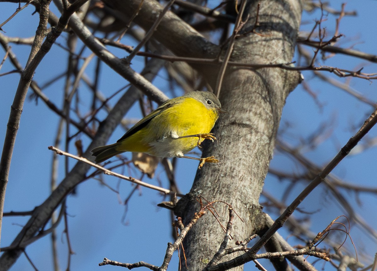 Rubinfleck-Waldsänger - ML646484640