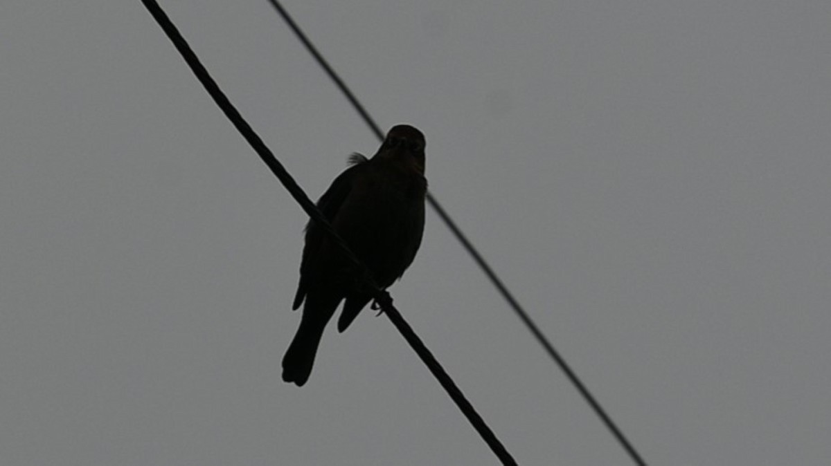 Rusty Blackbird - ML646484641