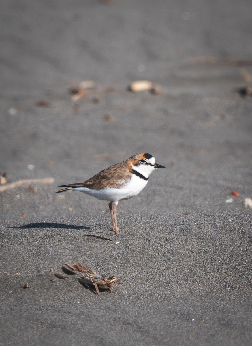 Collared Plover - ML646484644