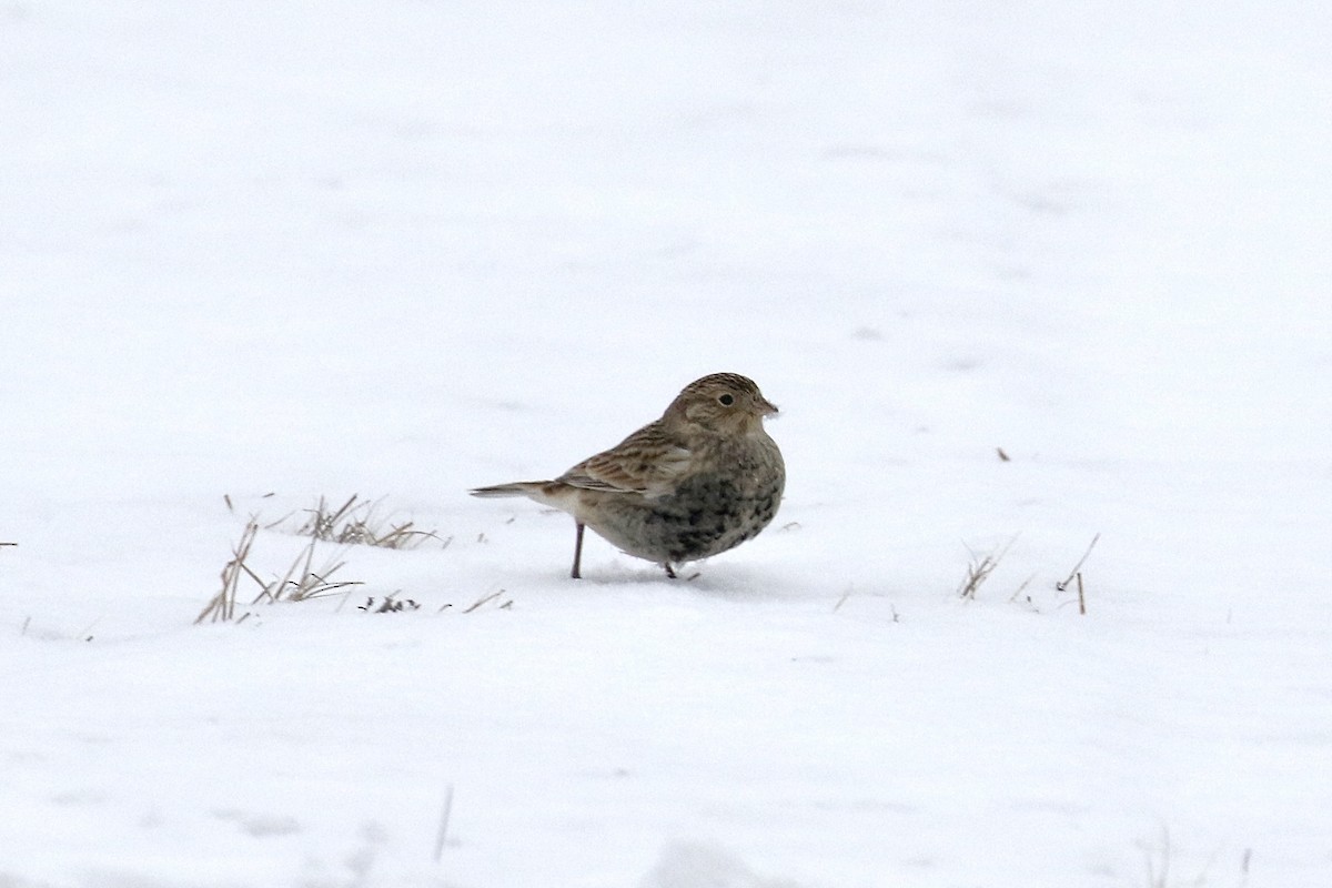 Chestnut-collared Longspur - ML646484646