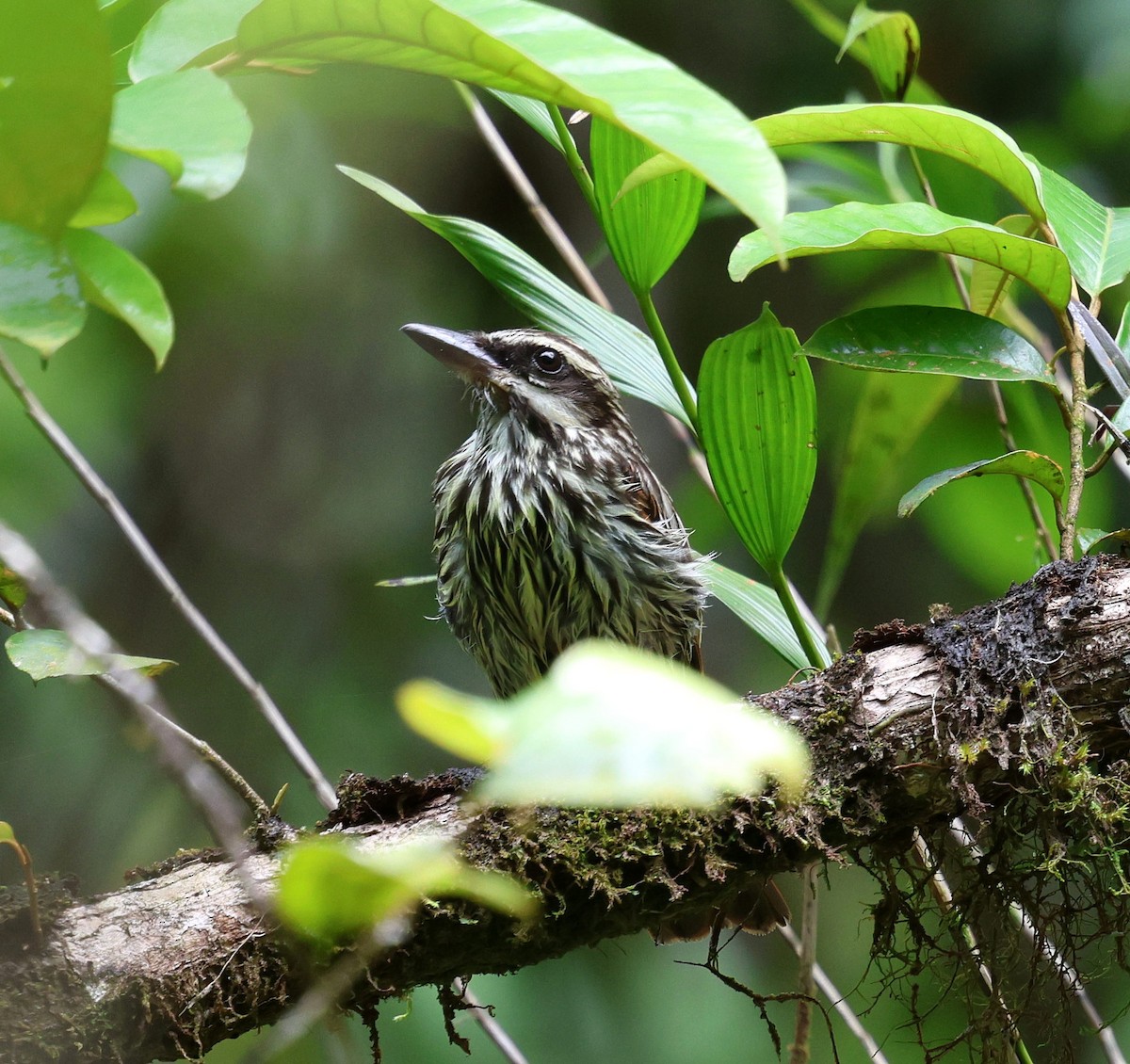 Streaked Flycatcher - ML646484649