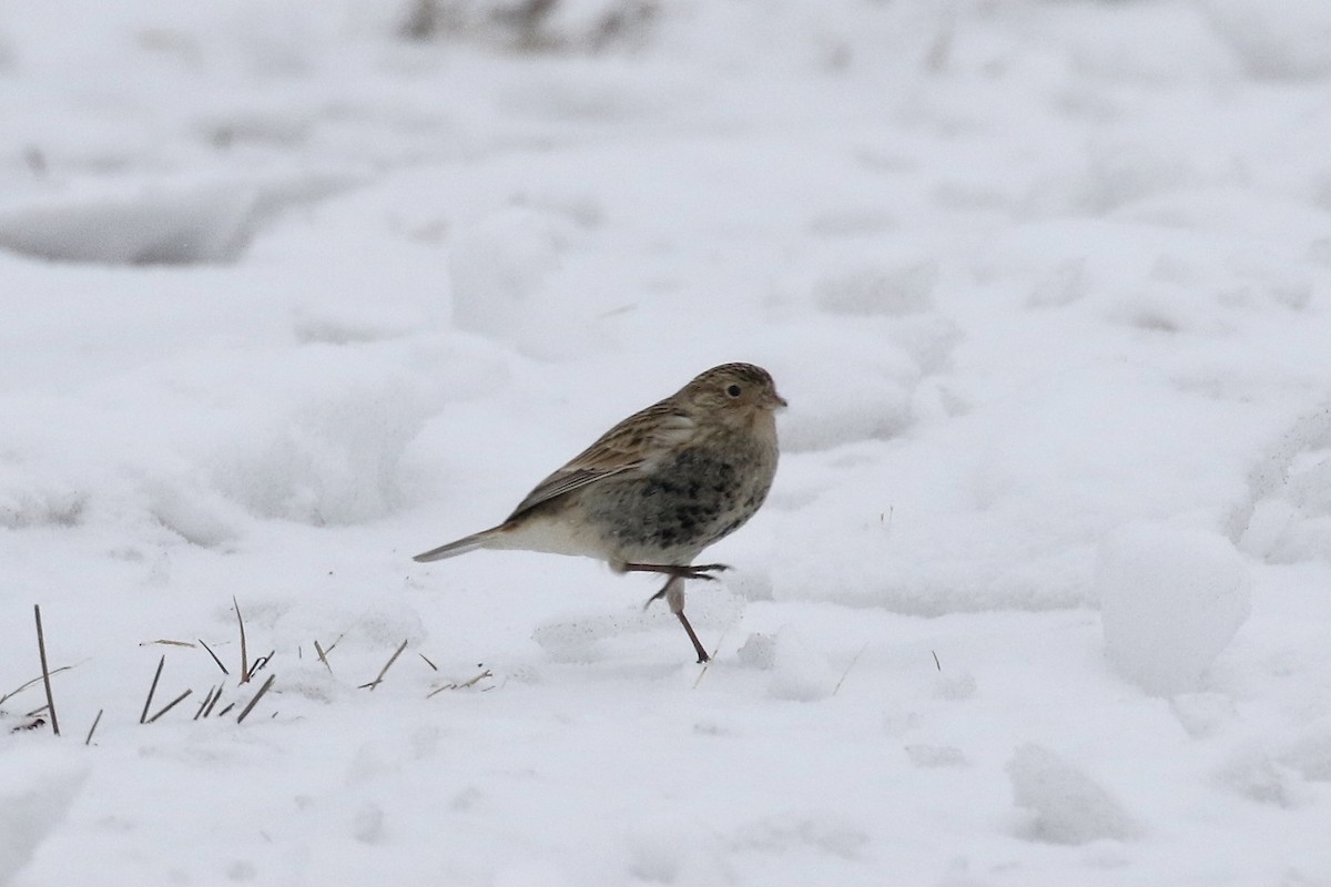Chestnut-collared Longspur - ML646484650