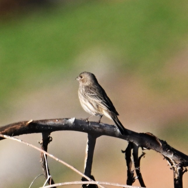 Hausgimpel - ML646484651