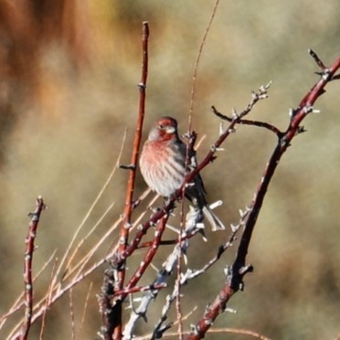 Hausgimpel - ML646484653