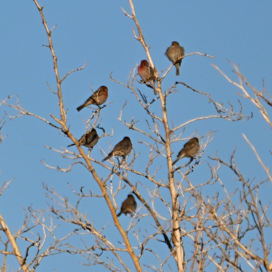 Hausgimpel - ML646484655