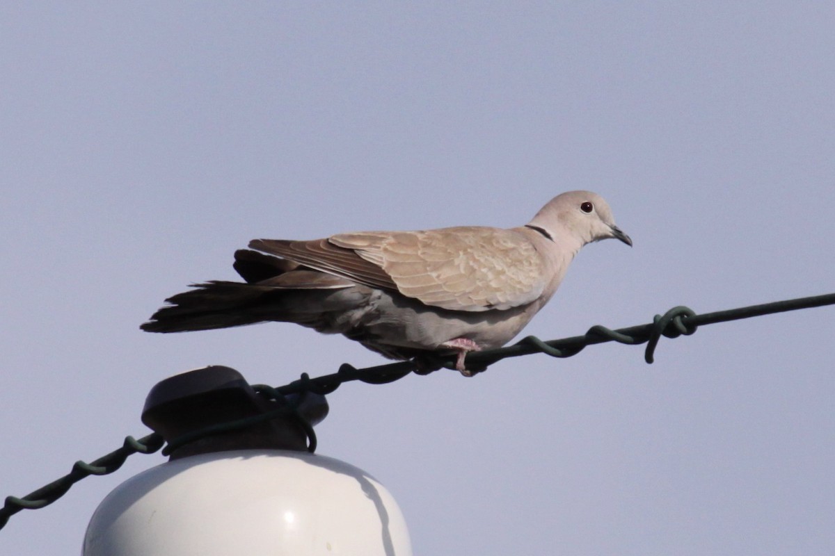 Eurasian Collared-Dove - ML646484656