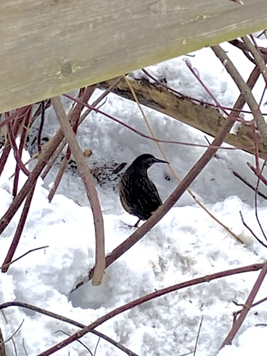Virginia Rail - ML646484657