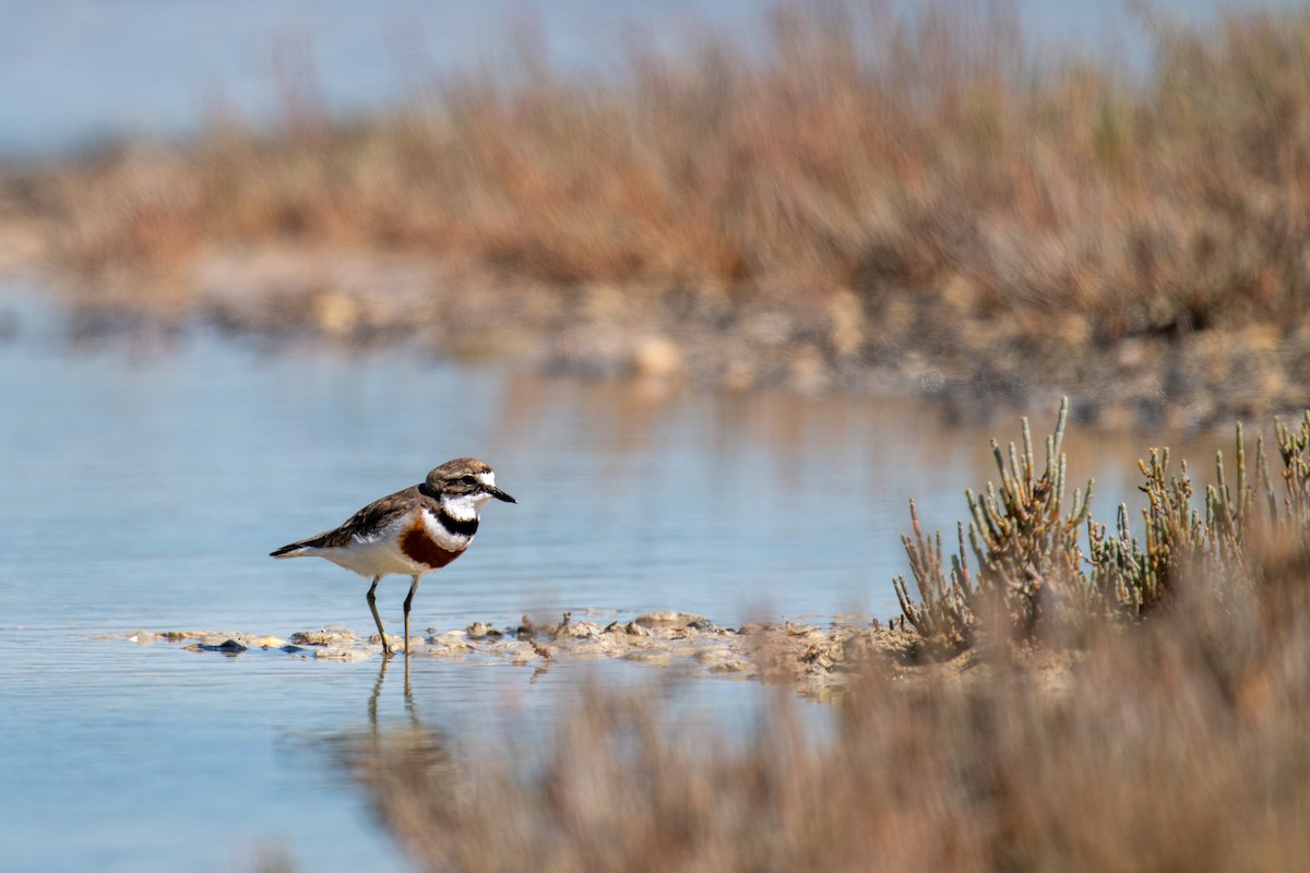 Double-banded Plover - ML646484658