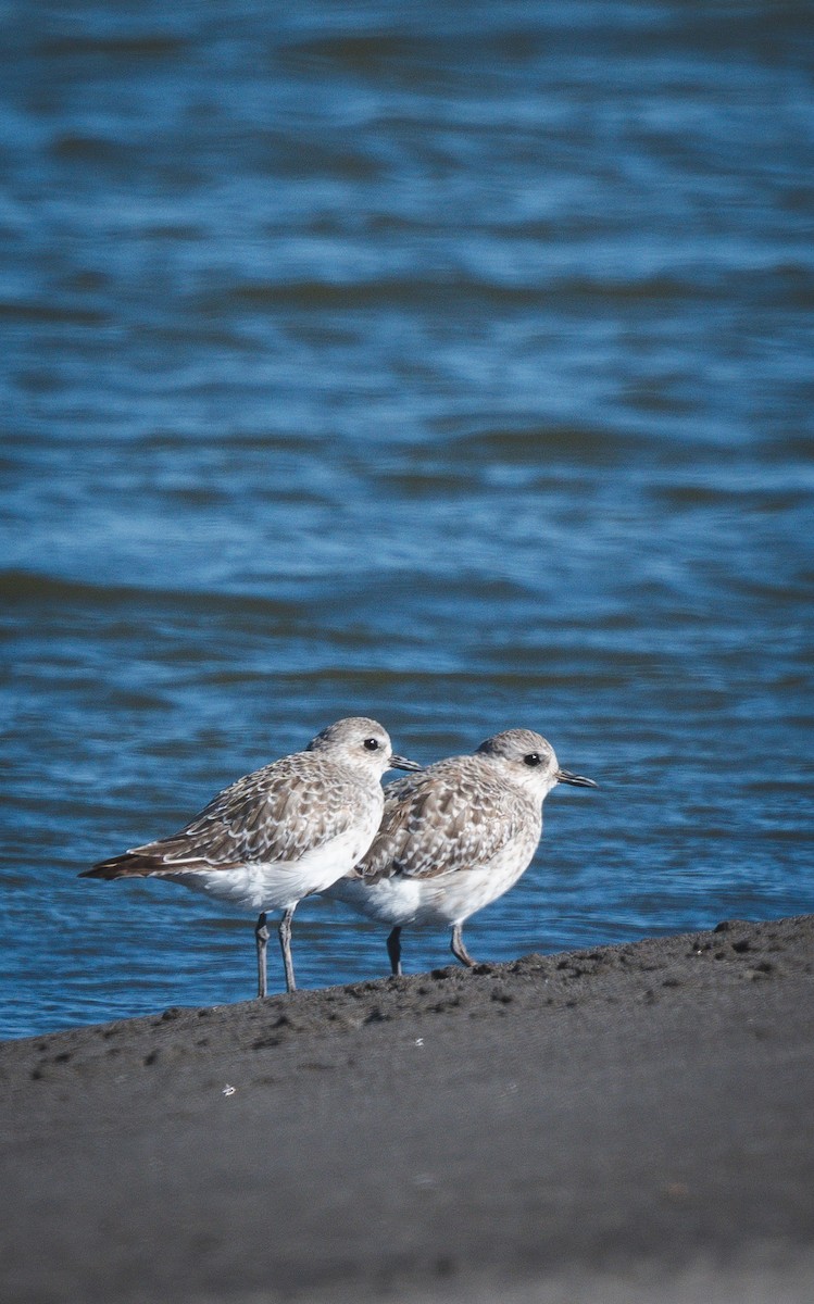Black-bellied Plover - ML646484659