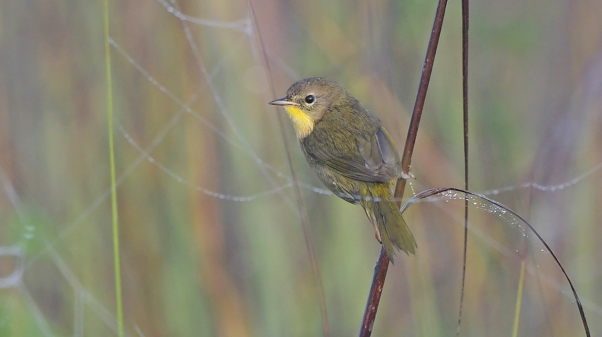 Common Yellowthroat - ML646484660