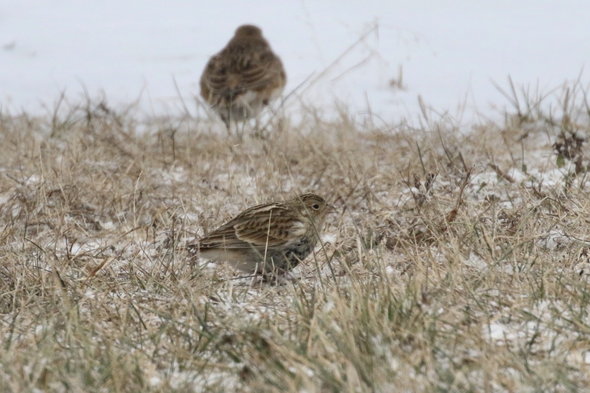 Chestnut-collared Longspur - ML646484662