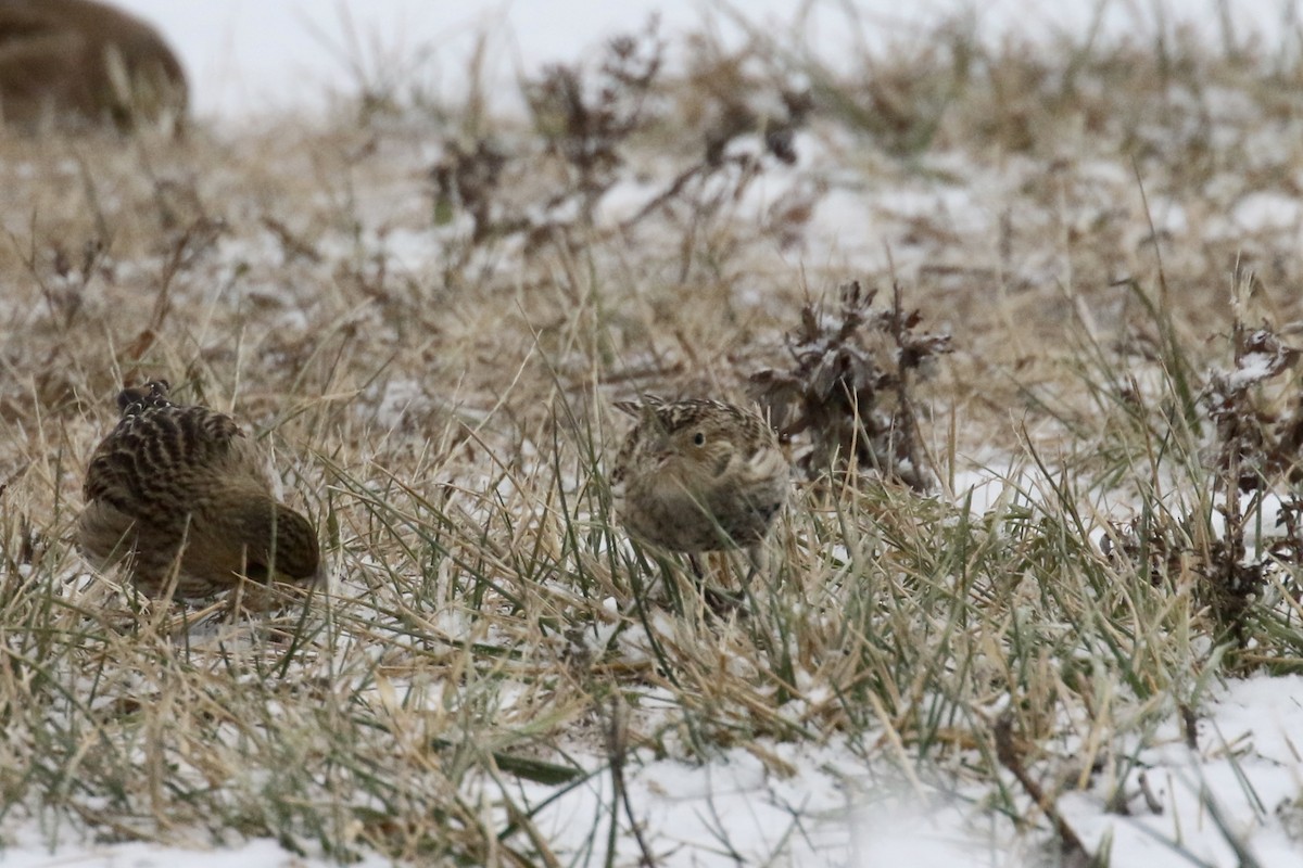 Chestnut-collared Longspur - ML646484663