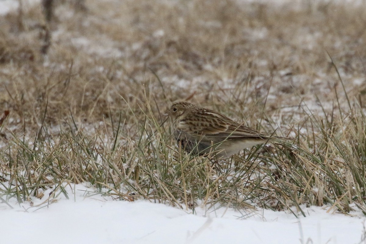 Chestnut-collared Longspur - ML646484664